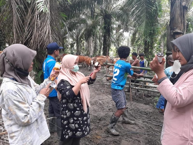 Tim gabungan, tengah melakukan pemberian obat vitamin terhadap sapi Bali.